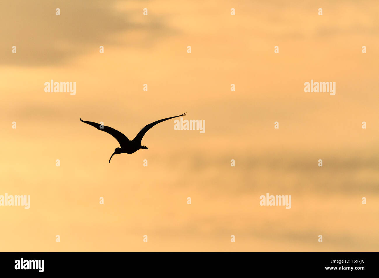 Ibis lucido (Plegadis falcinellus) in volo stagliano al crepuscolo. Agamon hula. La Valle di Hula. Israele. Foto Stock