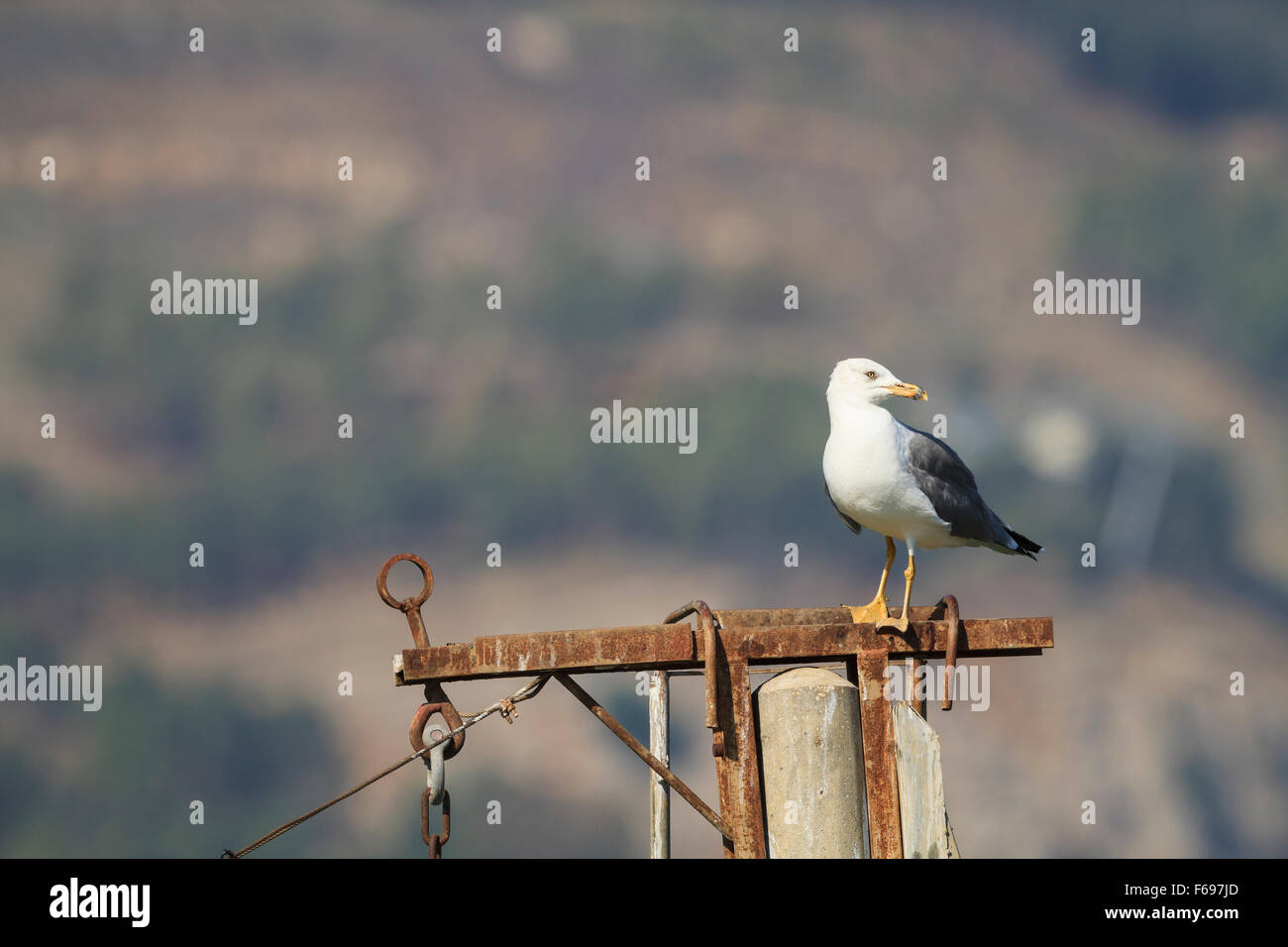 Giallo-zampe (gabbiano Larus michahellis) appollaiato sulla struttura metallica. Israele. Foto Stock