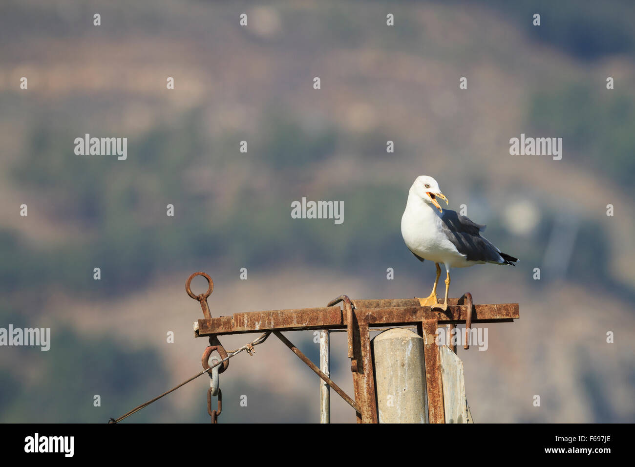 Giallo-zampe (gabbiano Larus michahellis) appollaiato sulla struttura metallica. Israele. Foto Stock