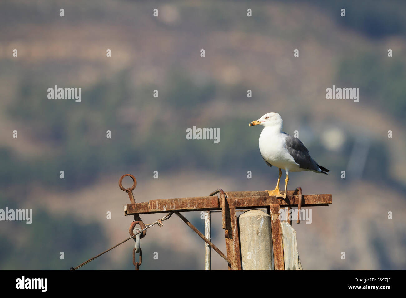 Giallo-zampe (gabbiano Larus michahellis) appollaiato sulla struttura metallica. Israele. Foto Stock