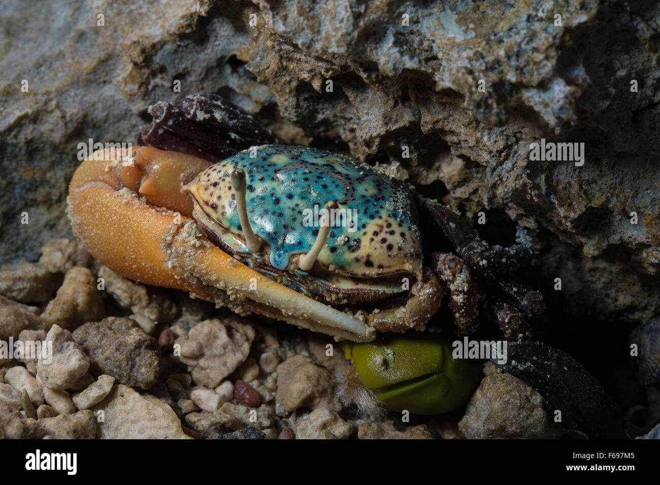Fiddler crab, Uca tetragonon. Ocypodidae, Parco Nazionale Ras Mohamed, a Sharm el Sheik, in Egitto Foto Stock