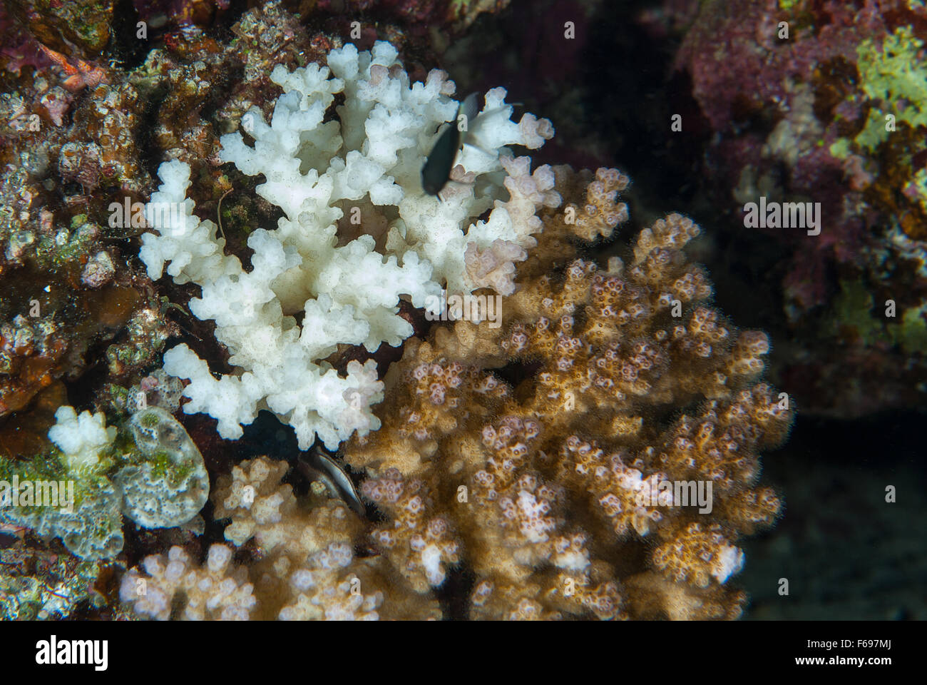 Coral bleaching di ramificazione di corallo, Pocillopora verrucosa, Pocilloporidae, Sharm el Sheikh, Mar Rosso, Egitto Foto Stock