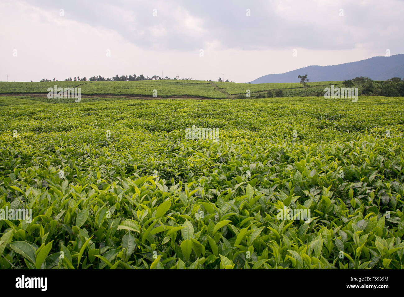 Nyungwe Forest Lodge in Ruanda. Foto Stock