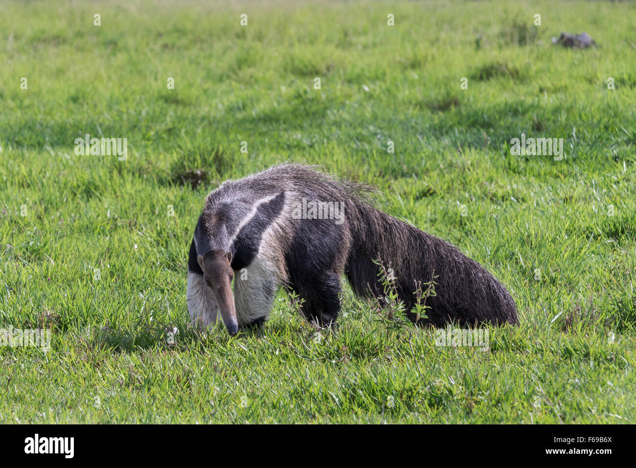 Giant anteater formiche di caccia per mangiare, Sao Jose, Mato Grosso do Sul, Brasile Foto Stock