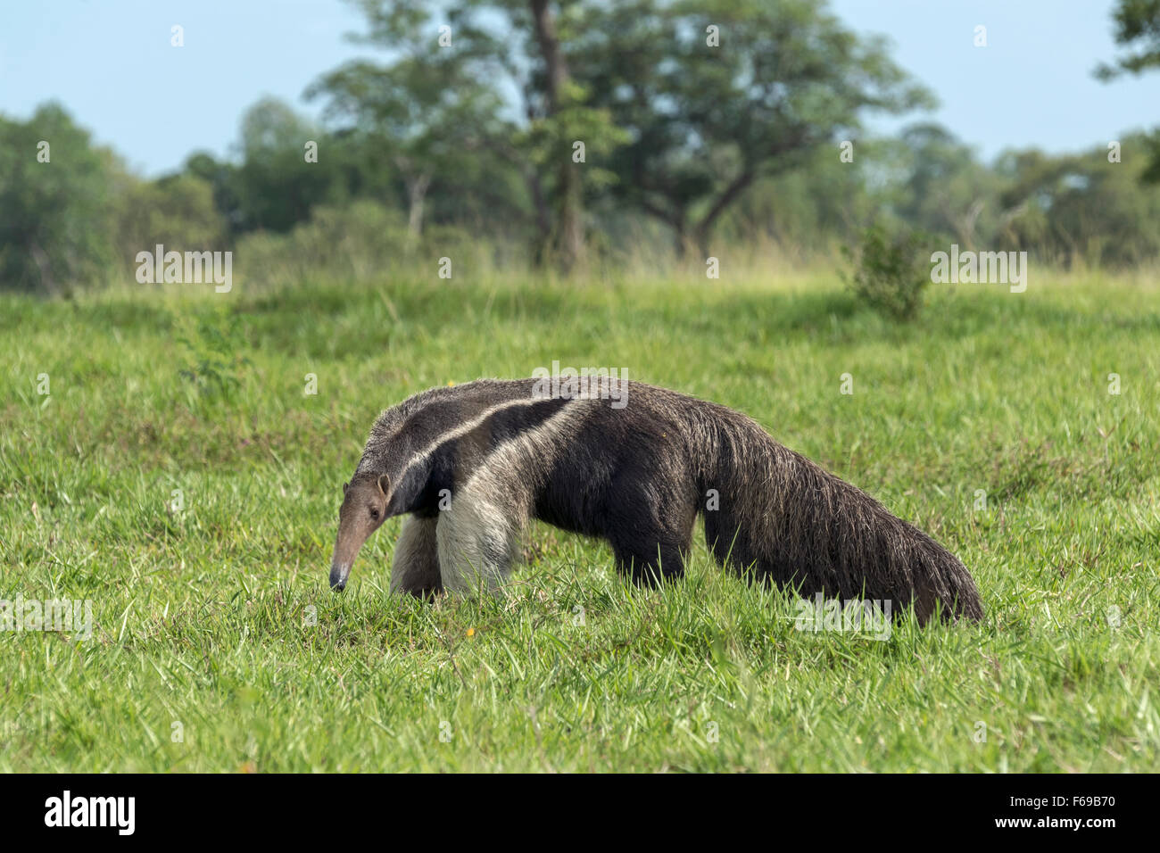 Giant anteater (ant bear) in un prato erboso, Sao Jose, Mato Grosso do Sul, Brasile Foto Stock