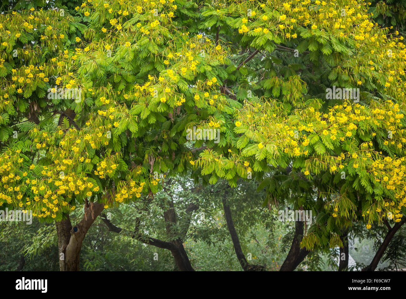 African tulip alberi del Kibbutz Gadot, Golan, Israele, Medio Oriente. Foto Stock