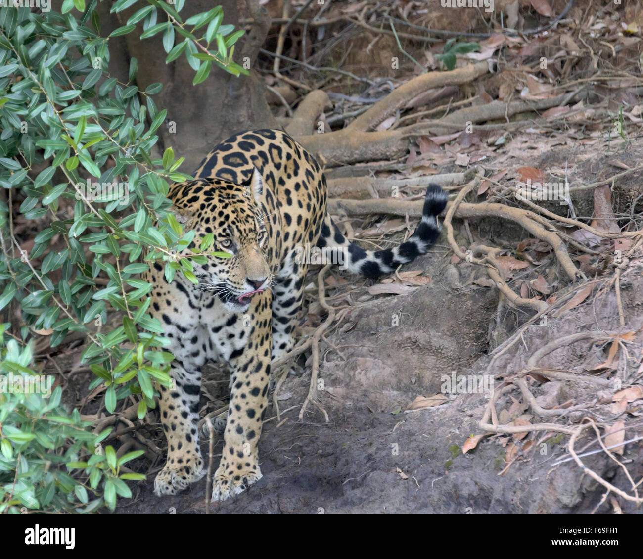 Jaguar dal bordo del fiume 2, Rio Cuiaba, Pantanal, Brasile Foto Stock