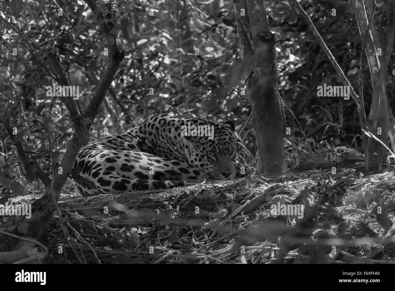 Il camuffamento di protezione; jaguar nei boschi, Rio Cuiaba, Pantanal, Brasile Foto Stock