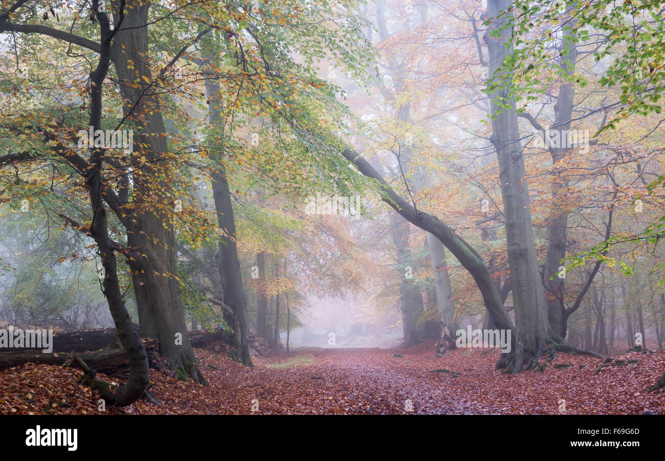 Fagus sylvatica. Faggi e nebbia d'autunno. Signora a piedi, Ashridge. Inghilterra Foto Stock