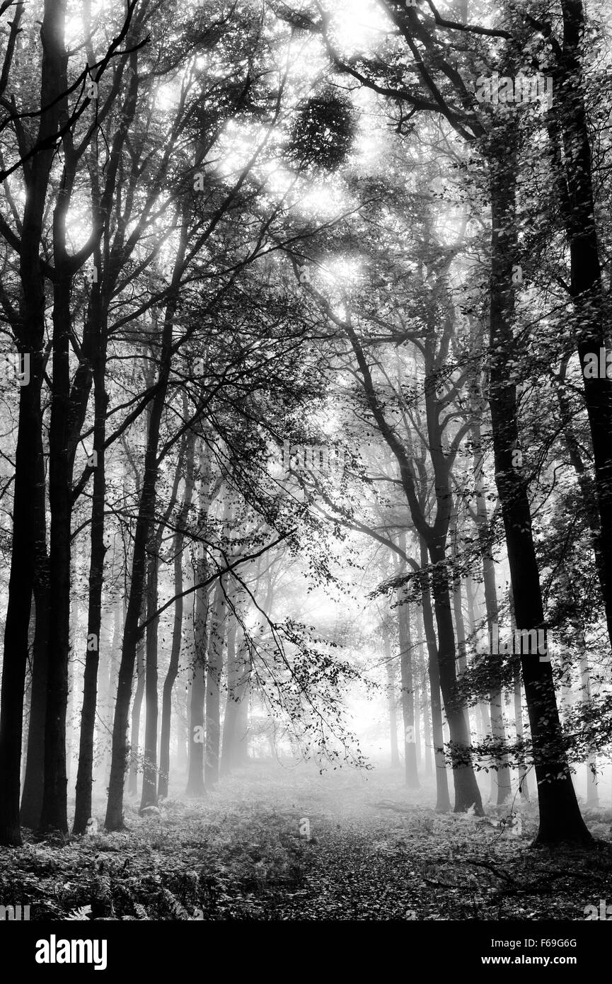 Fagus sylvatica. Faggi e nebbia autunnale Dockey boschi, Ashridge. In Inghilterra. Monocromatico Foto Stock