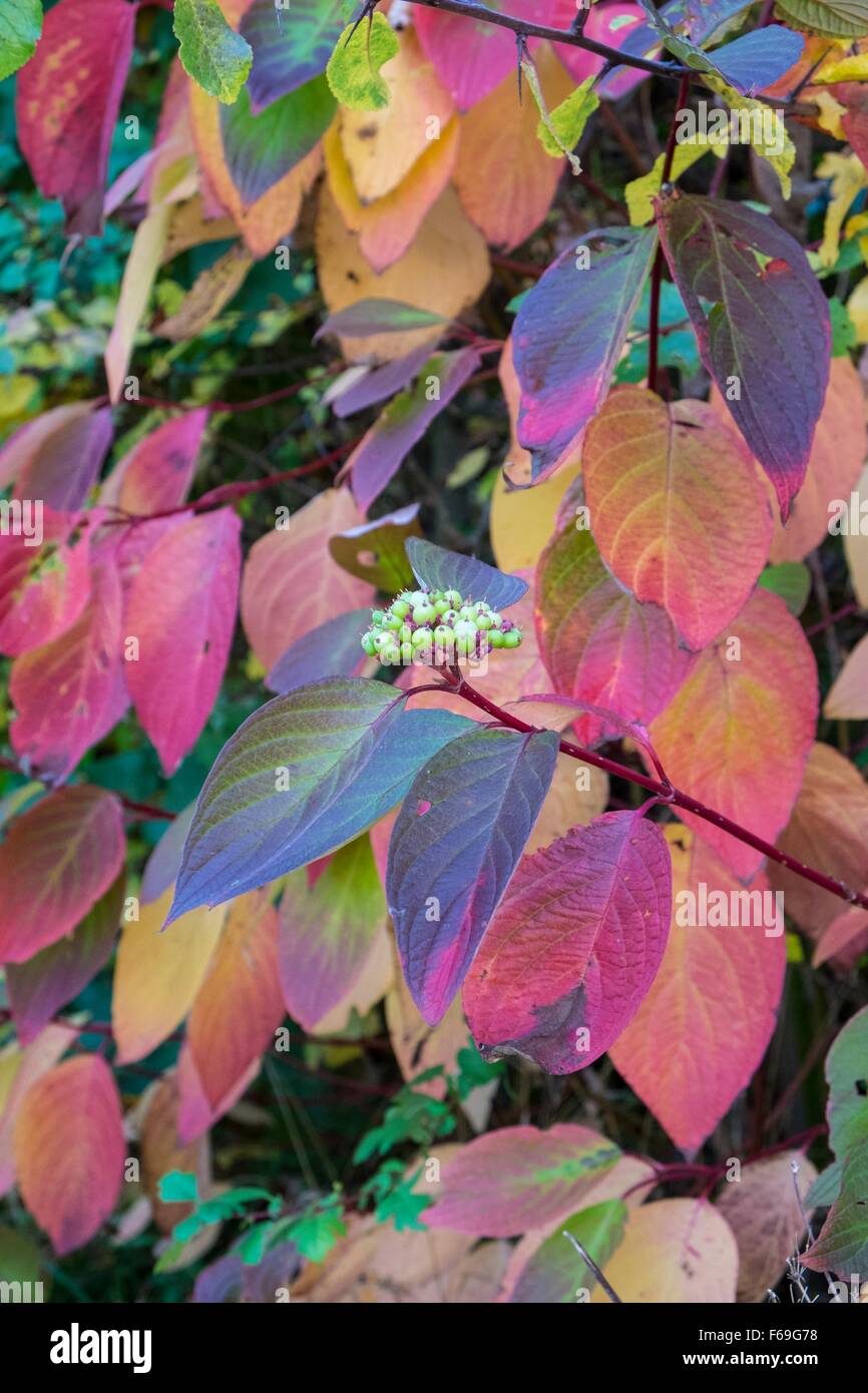 Cornus le foglie in autunno England Regno Unito Foto Stock