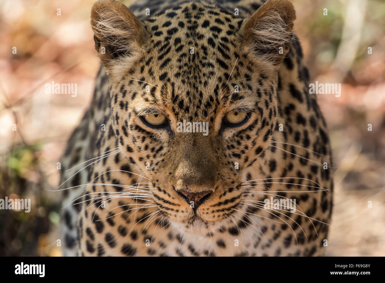 Una inquadratura ravvicinata di un leopard (Panthera pardus pardus) avvicinando il fotografo, i suoi occhi fissi davanti, avviso ma calma. Foto Stock