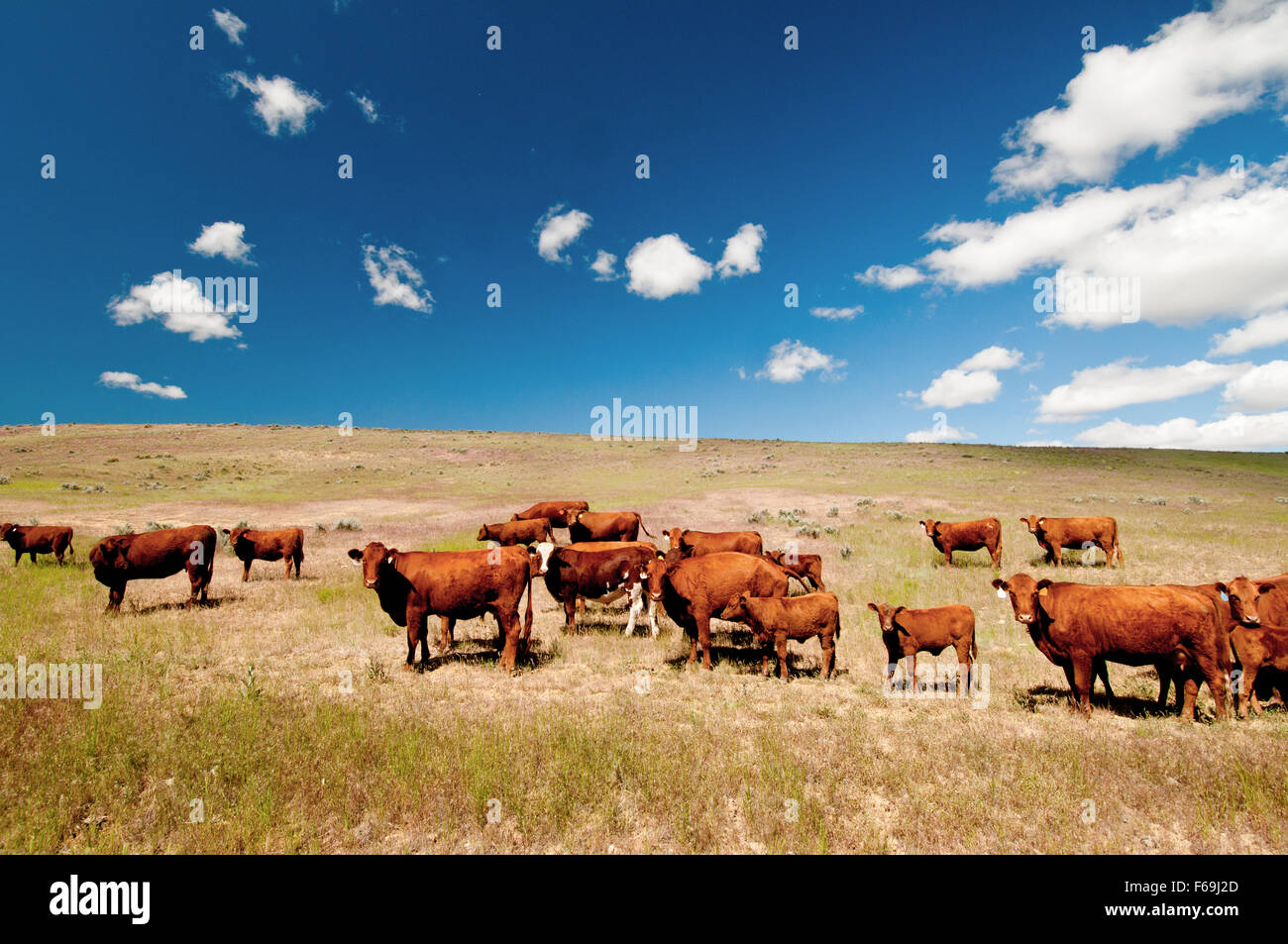 Red Angus bovini della gamma open in Oregon orientale Foto Stock