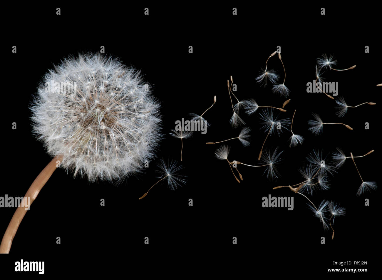 Tarassaco seedhead al vento Foto Stock