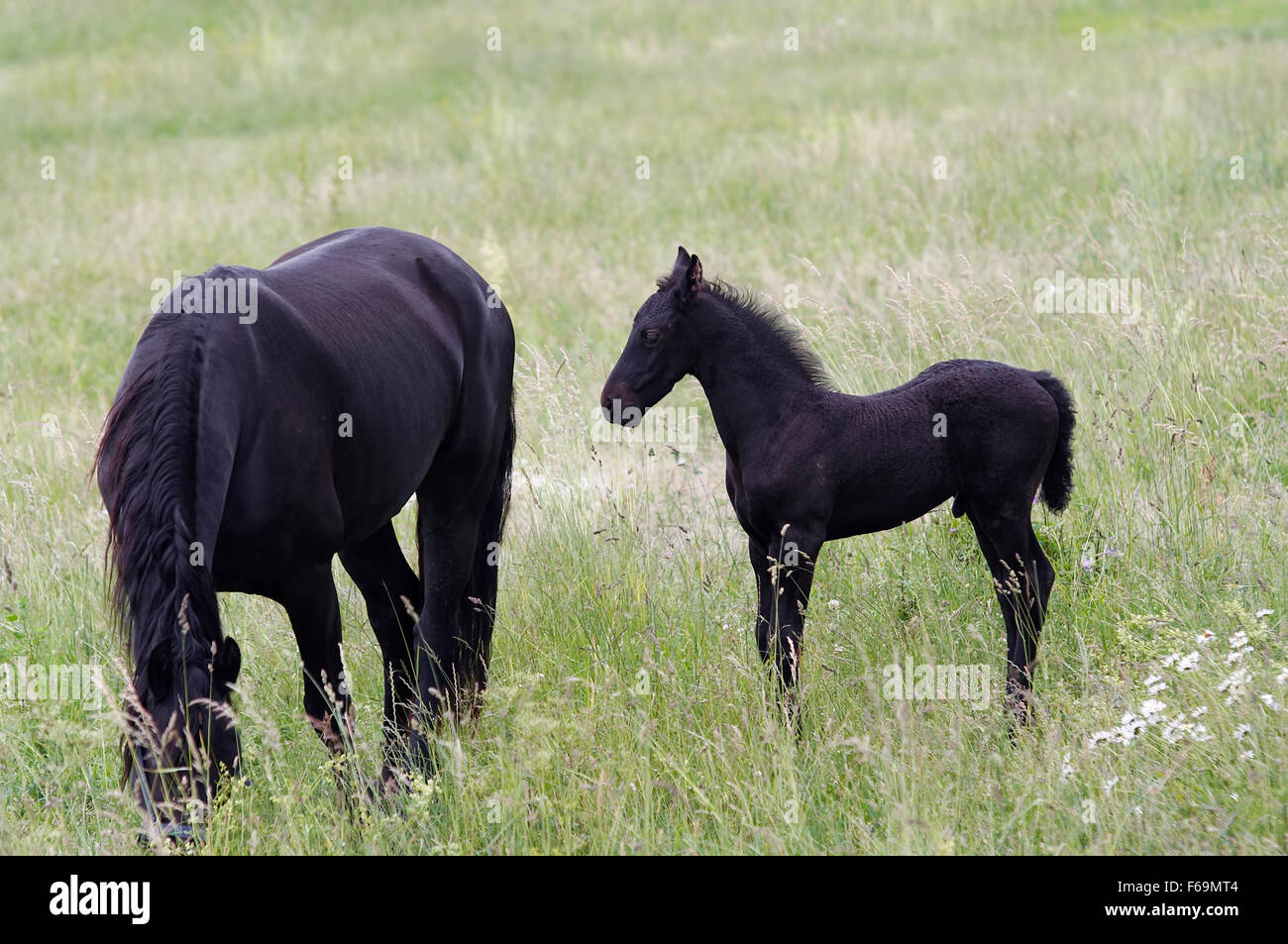 Mare con colt sul lotto di cavalli Foto Stock