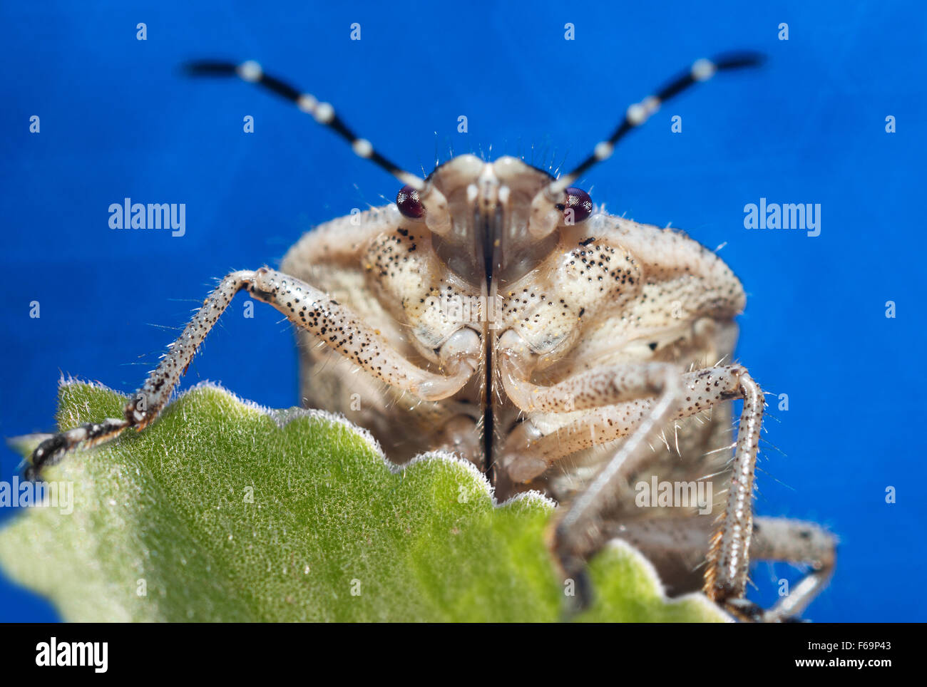 Bug un bug Shchitnik grigio (Elasmucha grisea) su un fiore giallo. (Lepinotus grisea Linnaeus). (Acanthosomatidae Signoret), Foto Stock