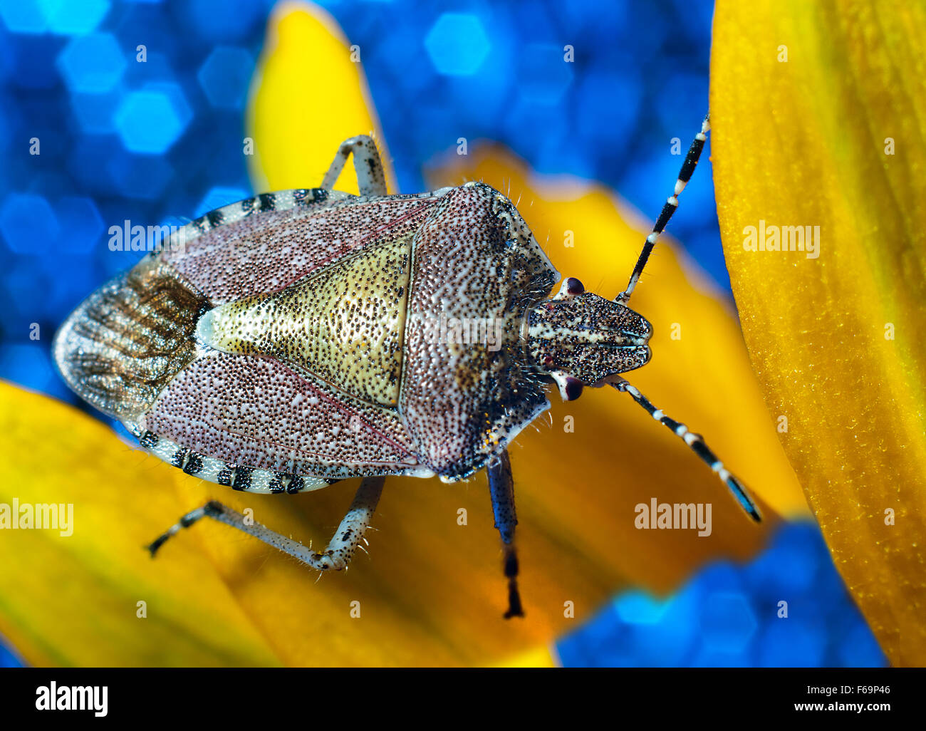 Bug un bug Shchitnik grigio (Elasmucha grisea) su un fiore giallo. (Lepinotus grisea Linnaeus). (Acanthosomatidae Signoret), Foto Stock