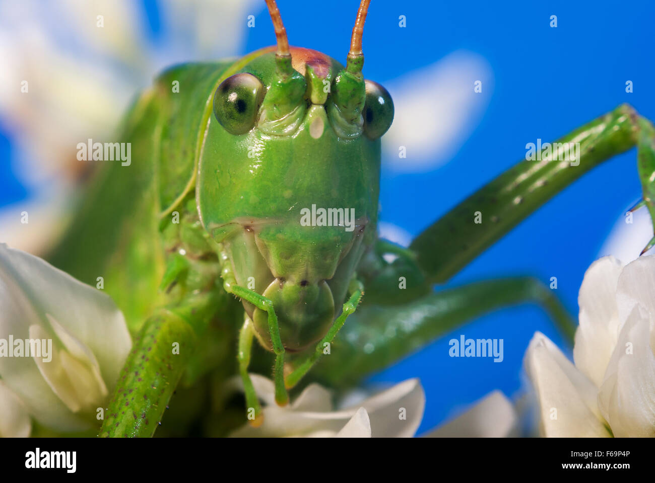 Cavalletta verde (Tettigonia viridissima). L'Ucraina. Macro. Ritratto Foto Stock