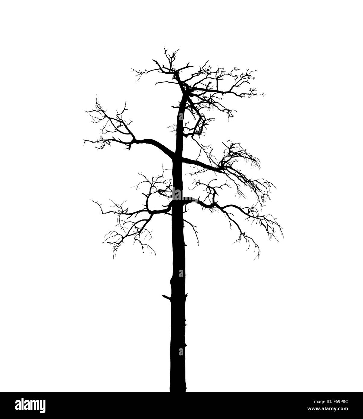 Morto a secco Unione pino isolato su sfondo bianco Foto Stock