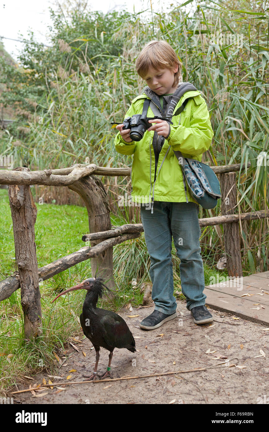 Ragazzo prendendo foto del nord calvo Ibis (Geronticus eremita), lo zoo di Praga, Repubblica Ceca Foto Stock