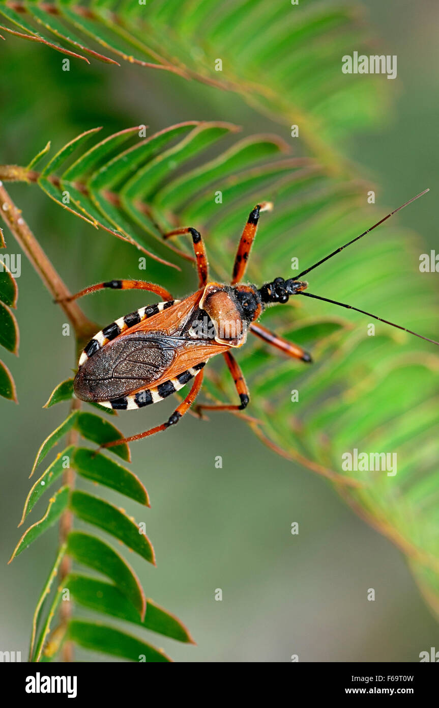 Orange assassin bug (Rhinocoris iracundus) su una foglia Foto Stock
