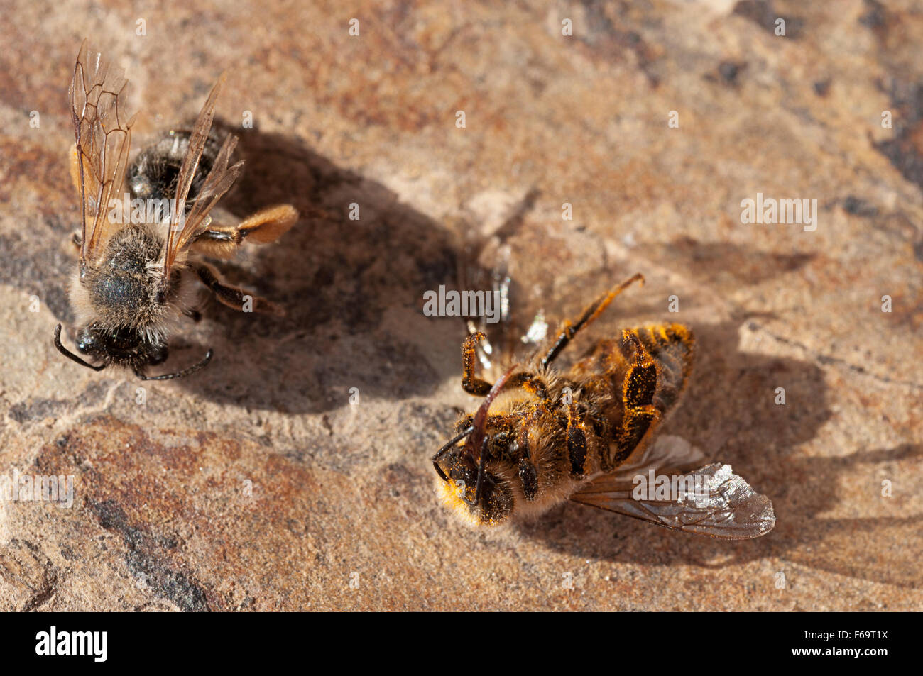 Due morti miele api (Apis mellifera) Foto Stock