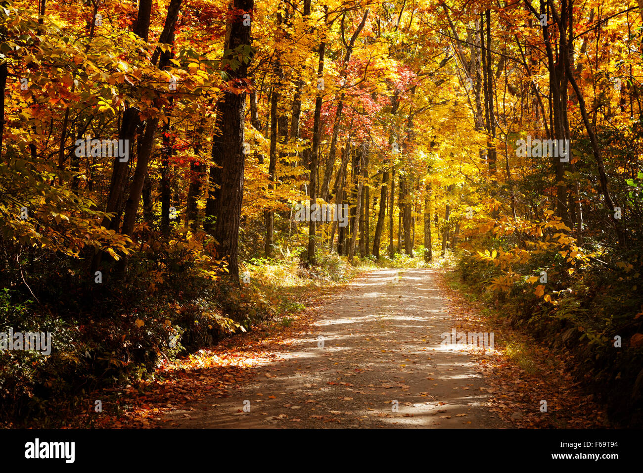Una frondosa lane New England in autunno, Il Berkshires, Massachusetts, STATI UNITI D'AMERICA Foto Stock