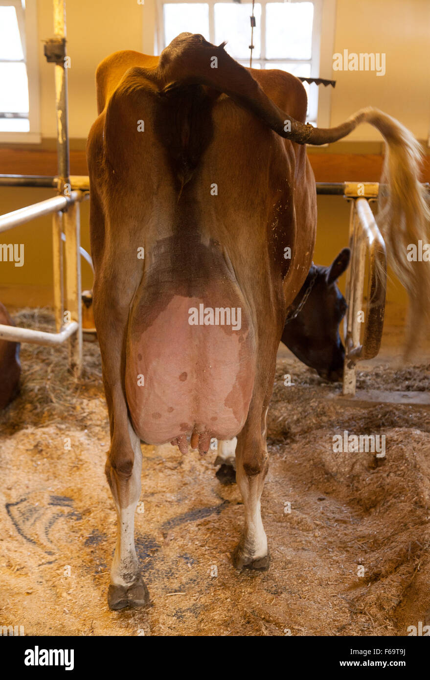 Vista posteriore di una vacca da latte di mammella completa Foto Stock