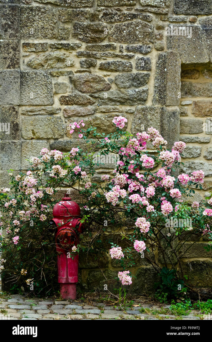 Pont Croix Bretagna Francia rambling rosa rosa bush contro il muro di pietra Foto Stock