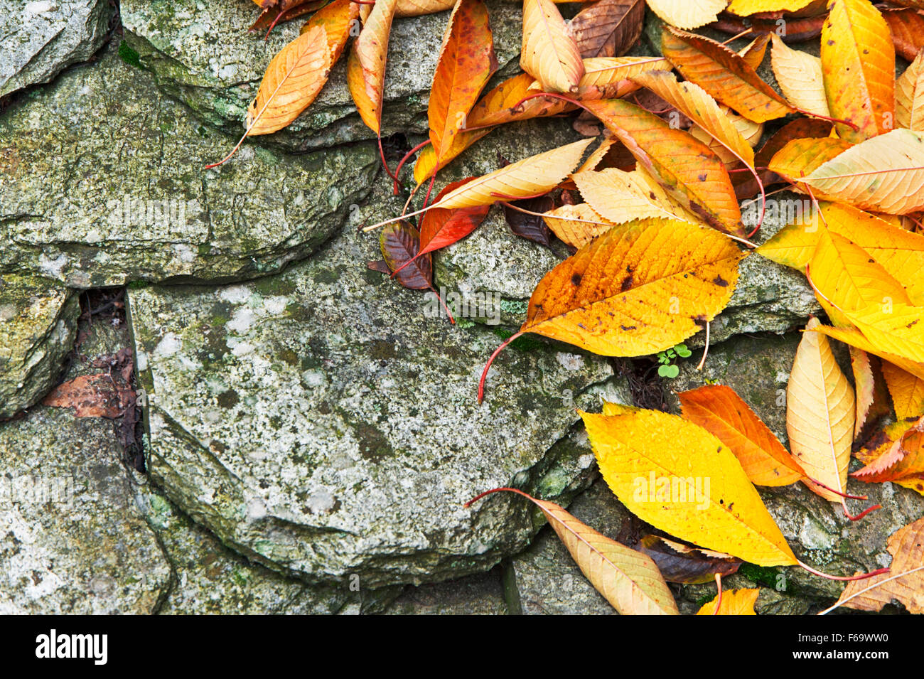 Foglie di autunno giacente sul vecchio tetto di scandole Foto Stock