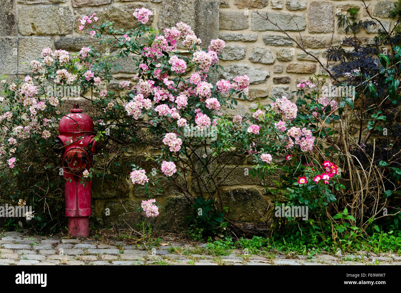 Pont Croix Bretagna Francia rambling rosa rosa bush contro il muro di pietra Foto Stock