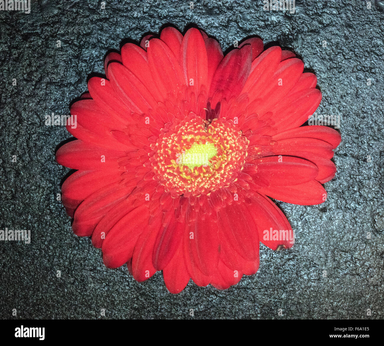 Gardenia,arancio-rosso fiore, unico fiore Foto Stock