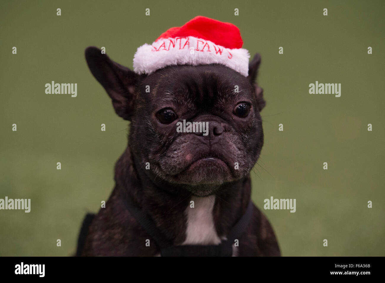 Pug cani a 'pugfest' evento in azione Petz a Cardiff, nel Galles del Sud. Foto Stock