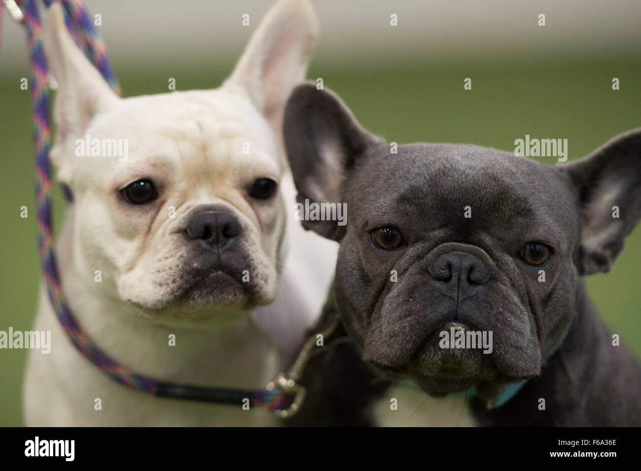 Pug cani a 'pugfest' evento in azione Petz a Cardiff, nel Galles del Sud. Foto Stock
