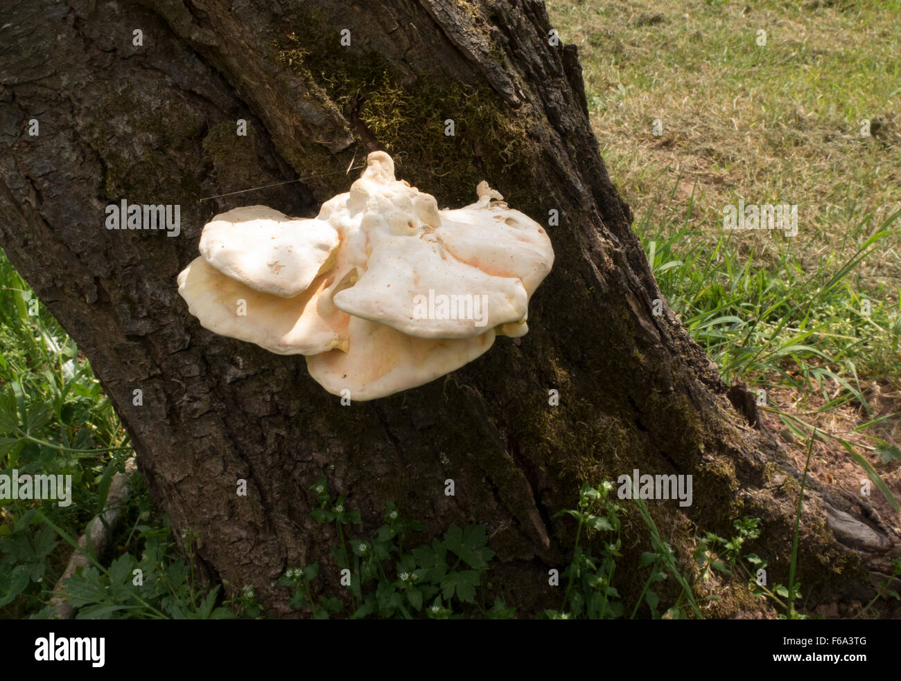 Polypore zolfo Foto Stock