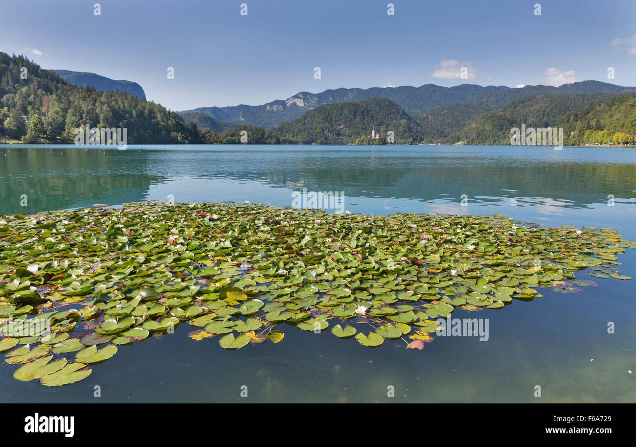 Gigli bianchi e isola sul lago di Bled in Slovenia con chiesa dell Assunzione Foto Stock