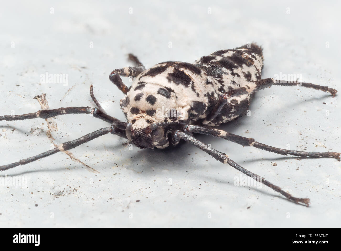 Chiazzato femmina umber falene sono wingless, e depongono le uova utilizzando la seta per fissare a superfici dure. Foto Stock