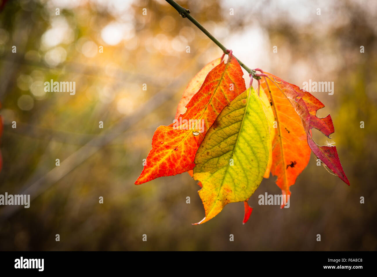 Foglie dipinte nel tardo autunno e sun Foto Stock