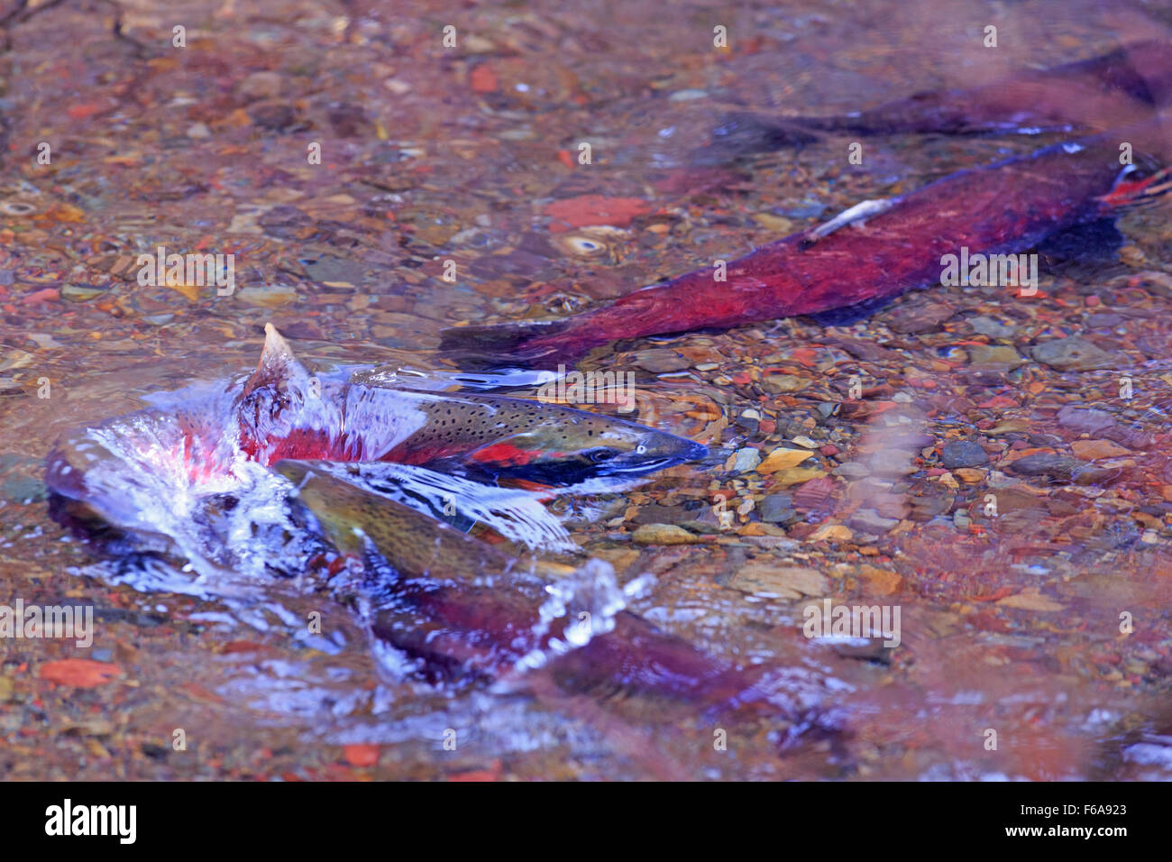 Coho salmone, Oncorhynchus kisutch, la deposizione delle uova in piccoli Silvern creek, vicino Smithers, British Columbia Foto Stock
