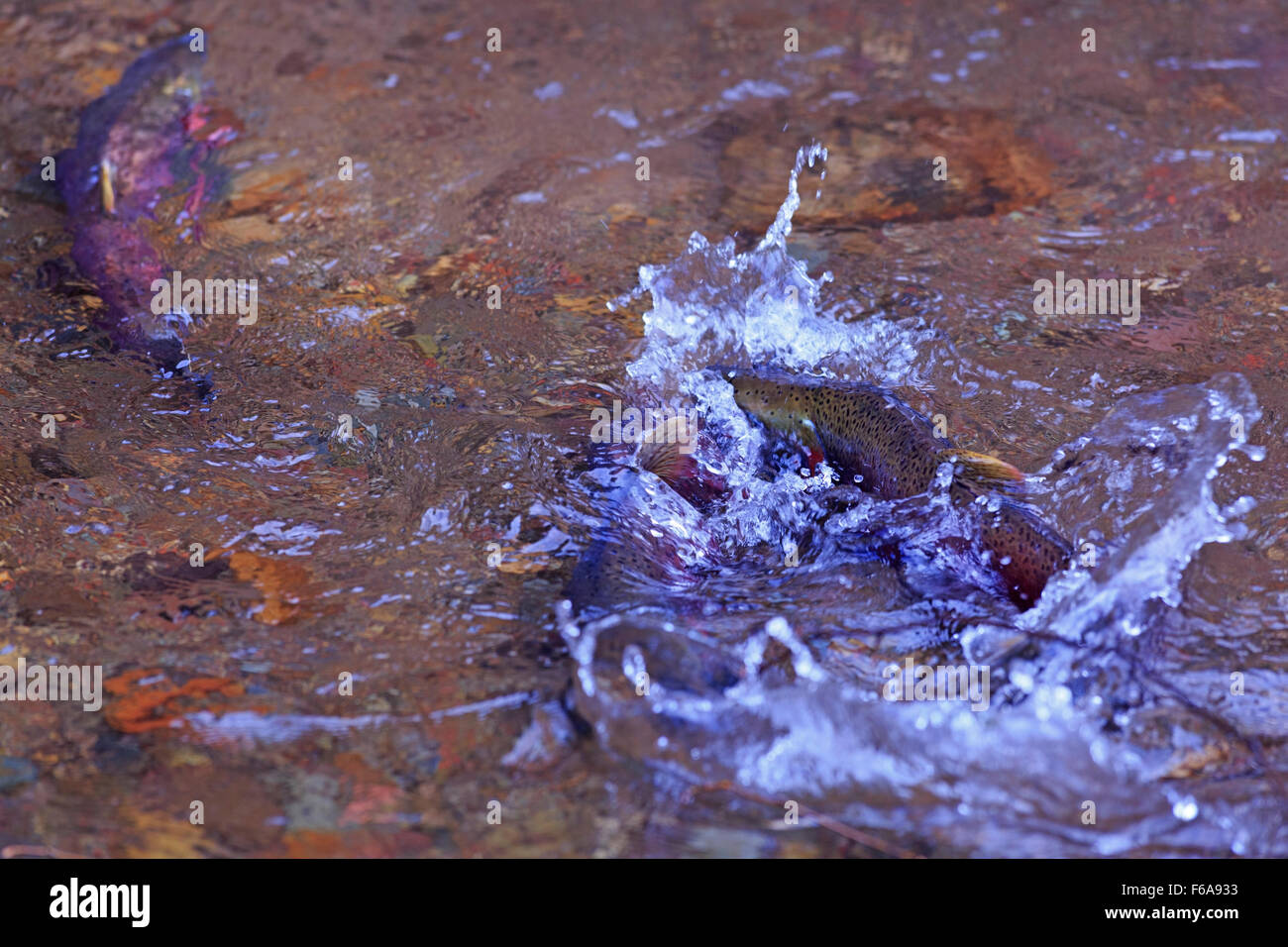 Coho salmone, Oncorhynchus kisutch, la deposizione delle uova in piccoli Silvern creek, vicino Smithers, British Columbia Foto Stock