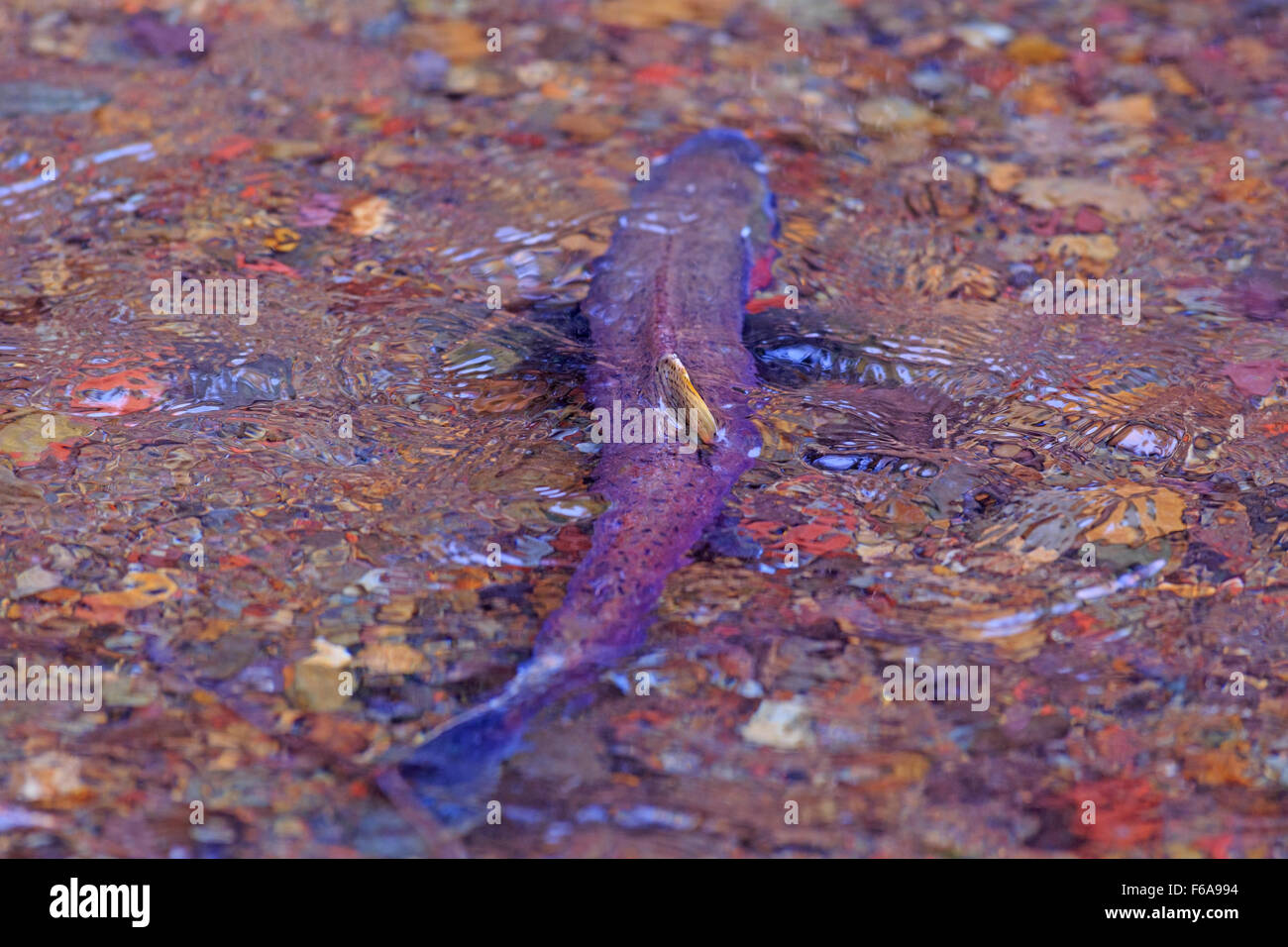 Coho salmone, Oncorhynchus kisutch, la deposizione delle uova in piccoli Silvern creek, vicino Smithers, British Columbia Foto Stock