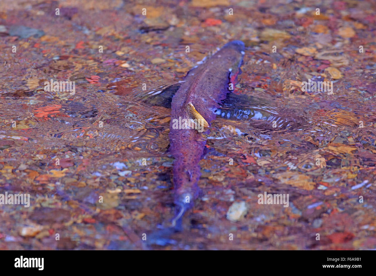 Coho salmone, Oncorhynchus kisutch, la deposizione delle uova in piccoli Silvern creek, vicino Smithers, British Columbia Foto Stock