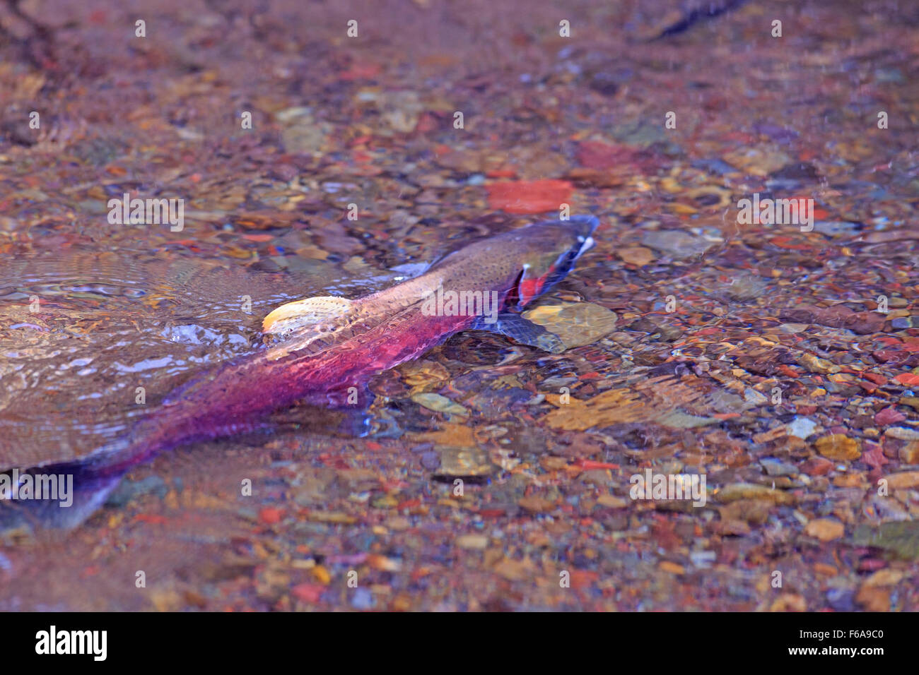 Coho salmone, Oncorhynchus kisutch, la deposizione delle uova in piccoli Silvern creek, vicino Smithers, British Columbia Foto Stock