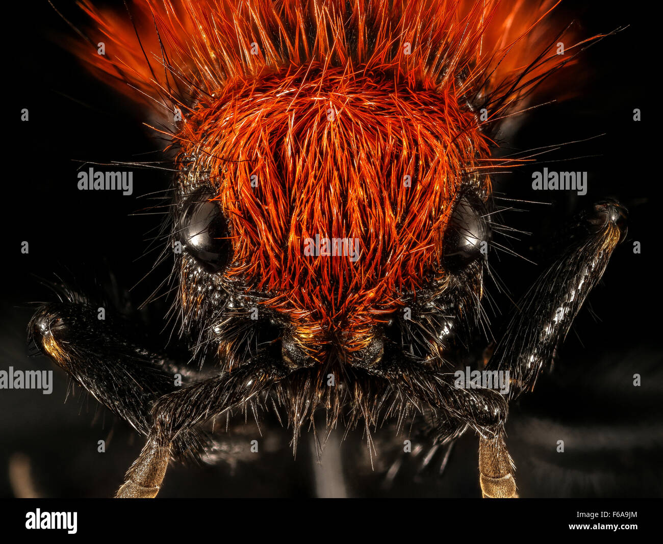 Velvet Ant, F, viso, Hot Springs Village, AR 2015-08-20-163450 ZS PMax Foto Stock