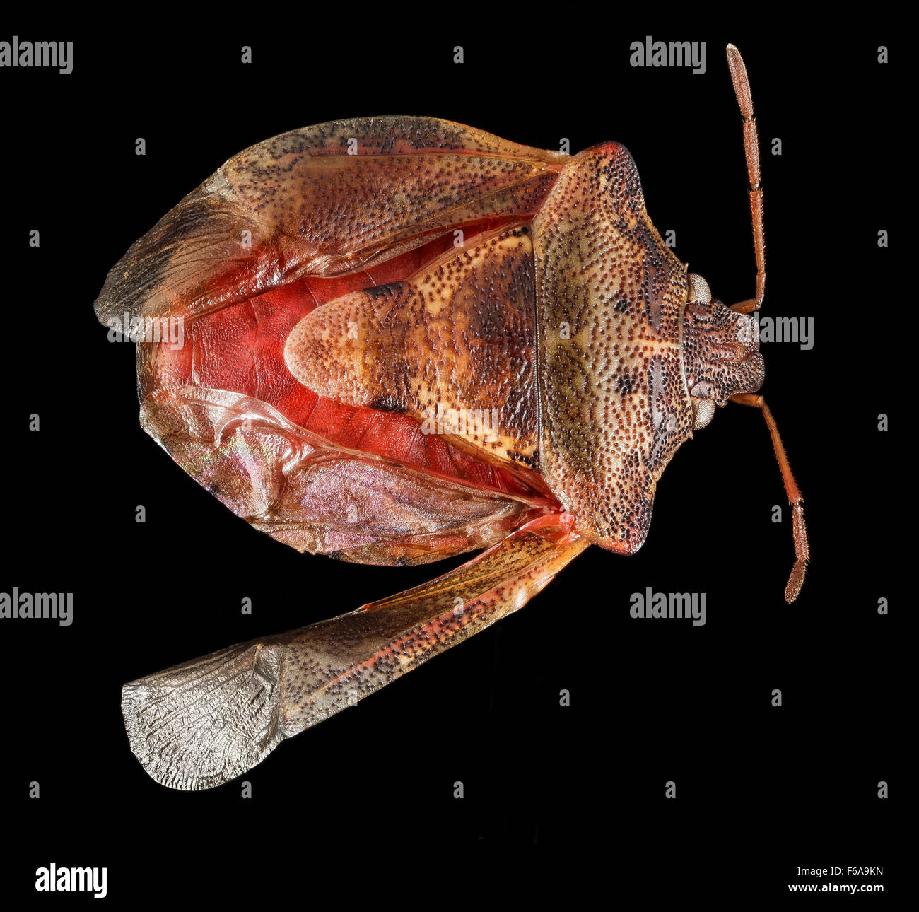 Hemiptera, U, dorsale, WV, Hardy County 2015-06-08-133419 ZS PMax Foto Stock