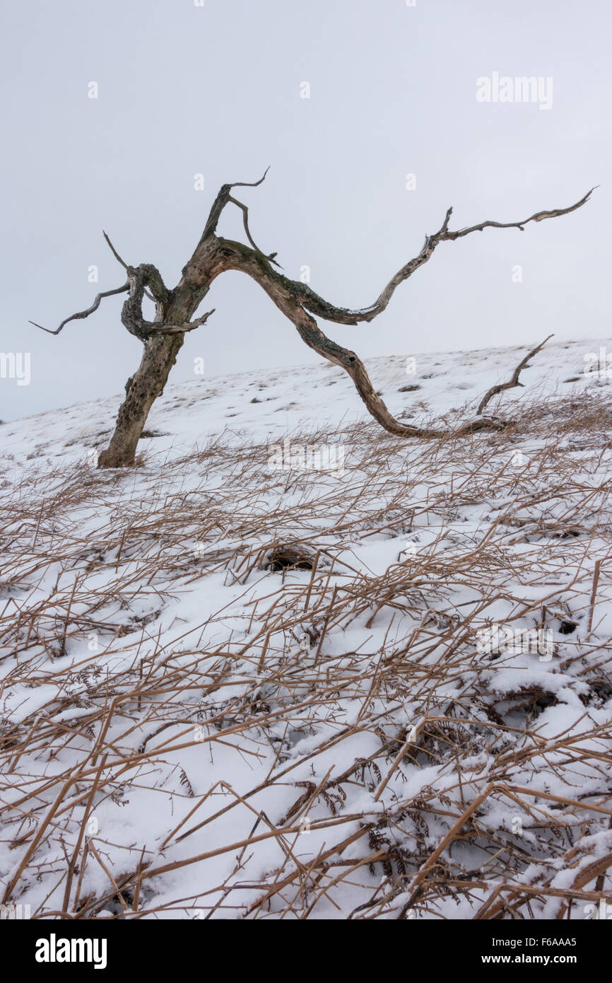 Vecchio albero nodose modellati dal vento sulla strada grande mell cadde Foto Stock