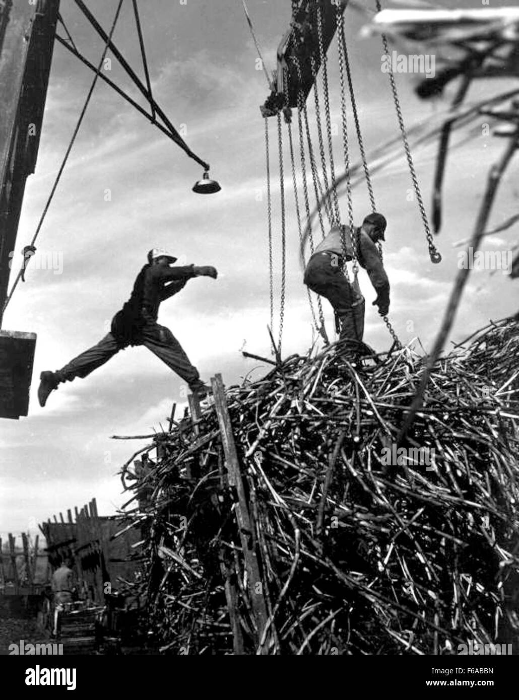 Ai lavoratori viene mostrato di scaricare canna da zucchero da un camion da campo in una stazione di carico a Clewiston, Florida. La raccolta e il trasporto della canna da zucchero sono fondamentali per l'industria agricola della Florida, con Clewiston che rappresenta un importante punto di riferimento per la produzione di zucchero. Foto Stock