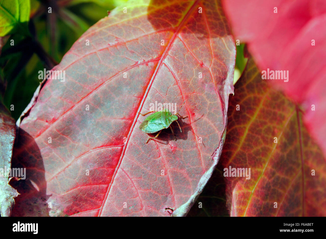 Bug di protezione (Palomena prasina) su Virginia foglia del superriduttore Foto Stock