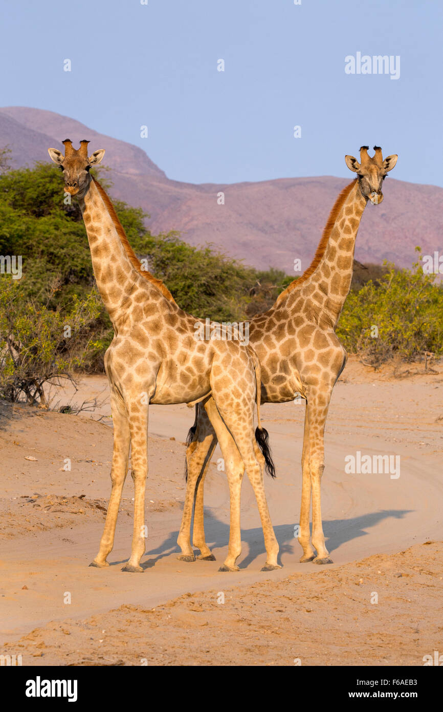 Le giraffe nel Kaokoveld, Namibia, Africa Foto Stock