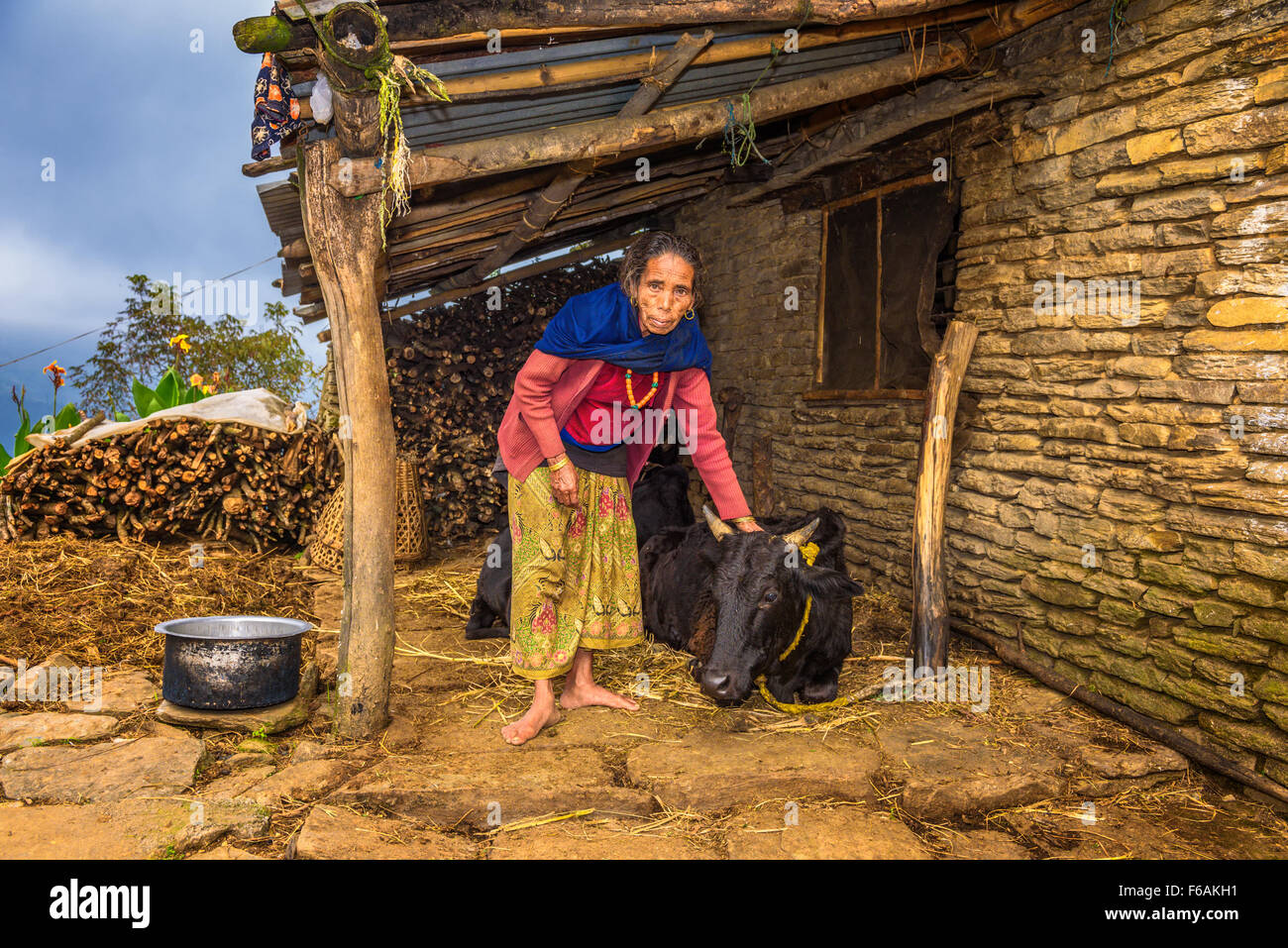 Anziana donna nepalese prendersi cura della sua mucca Foto Stock